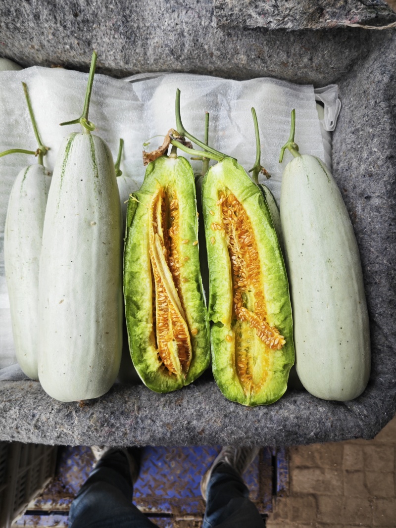 博洋61甜瓜：暖棚头茬、自然成熟、又脆又甜