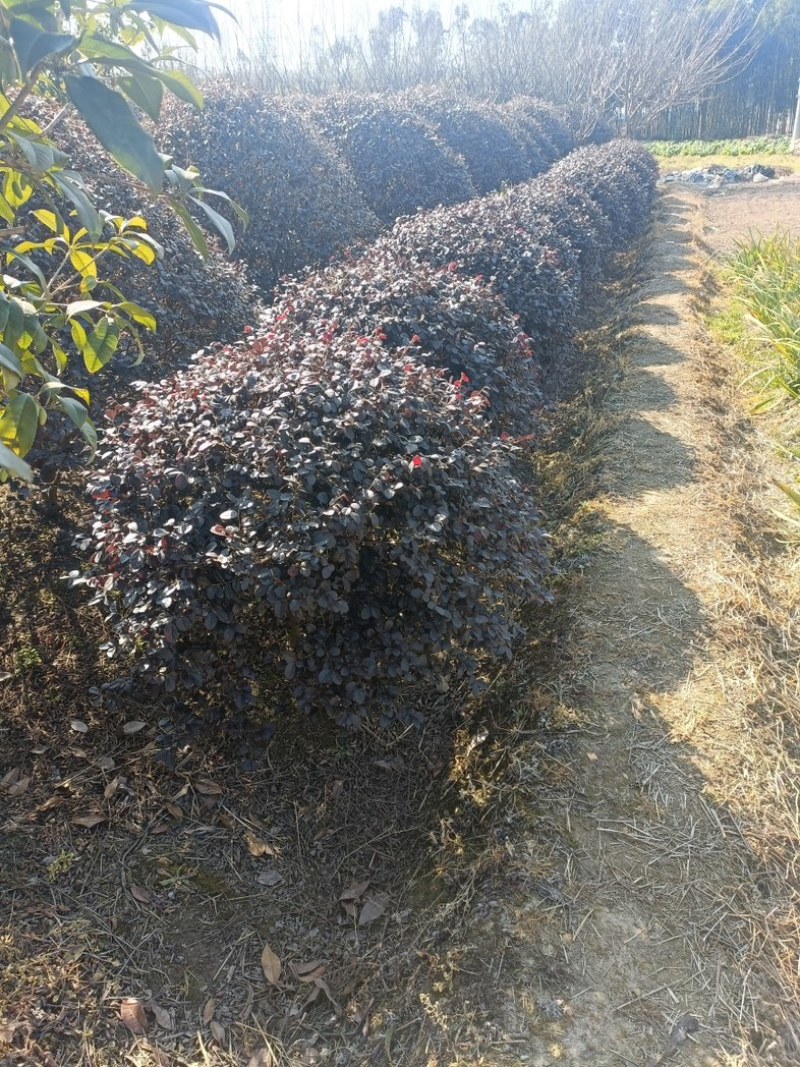 精品红花继木球，农户直销，低价出售