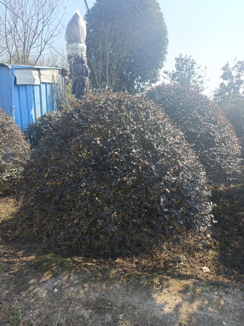 精品红花继木球，农户直销，低价出售