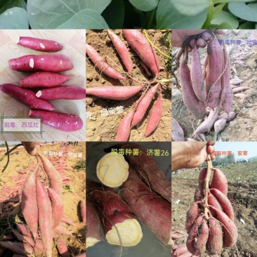 出售脱毒种薯苗！品种齐全，基地直发，保证品质！