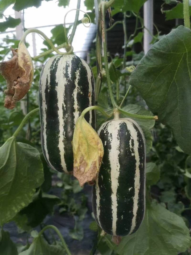 博洋9甜瓜：暖棚头茬、自然成熟、又脆又甜