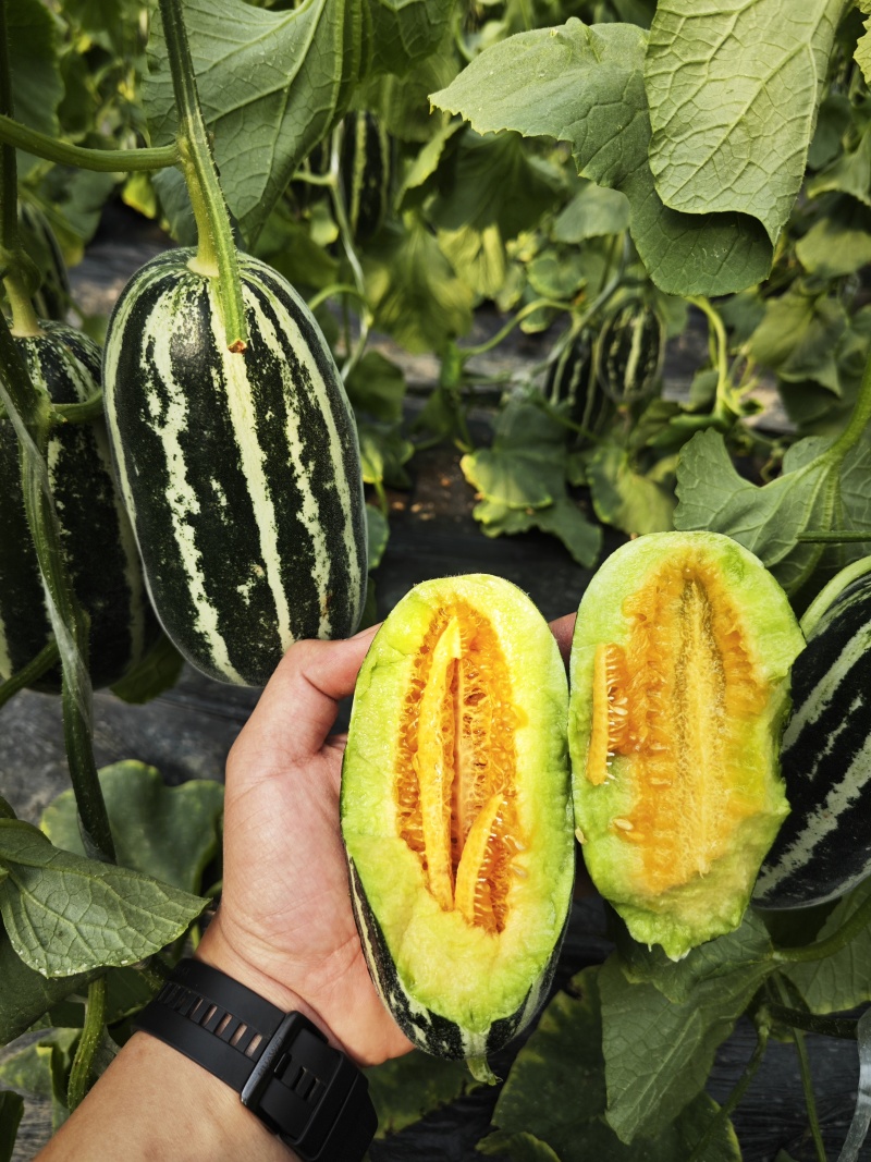 博洋9甜瓜：暖棚头茬、自然成熟、又脆又甜