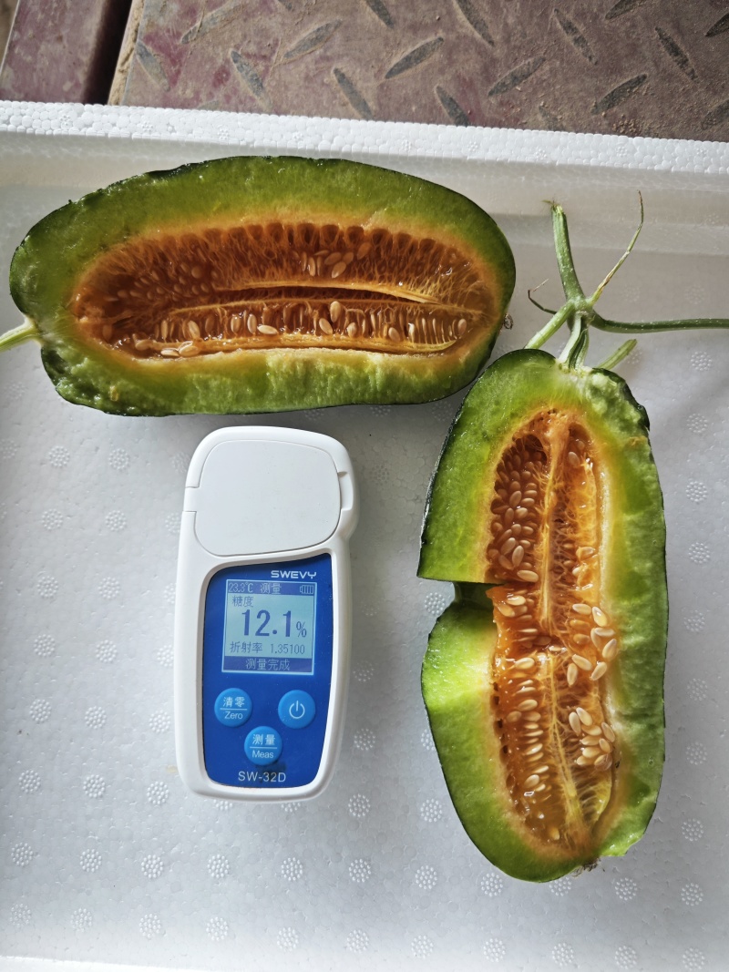 博洋9甜瓜：暖棚头茬、自然成熟、又脆又甜