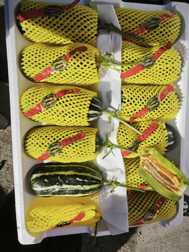 博洋9甜瓜：暖棚头茬、自然成熟、又脆又甜