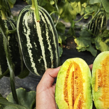 博洋9甜瓜:暖棚头茬、自然成熟、又脆又甜