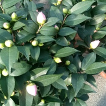 香妃茶花20一28杯冠25一55