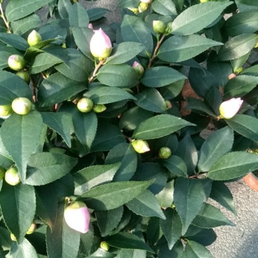 香妃茶花20一28杯冠25一55