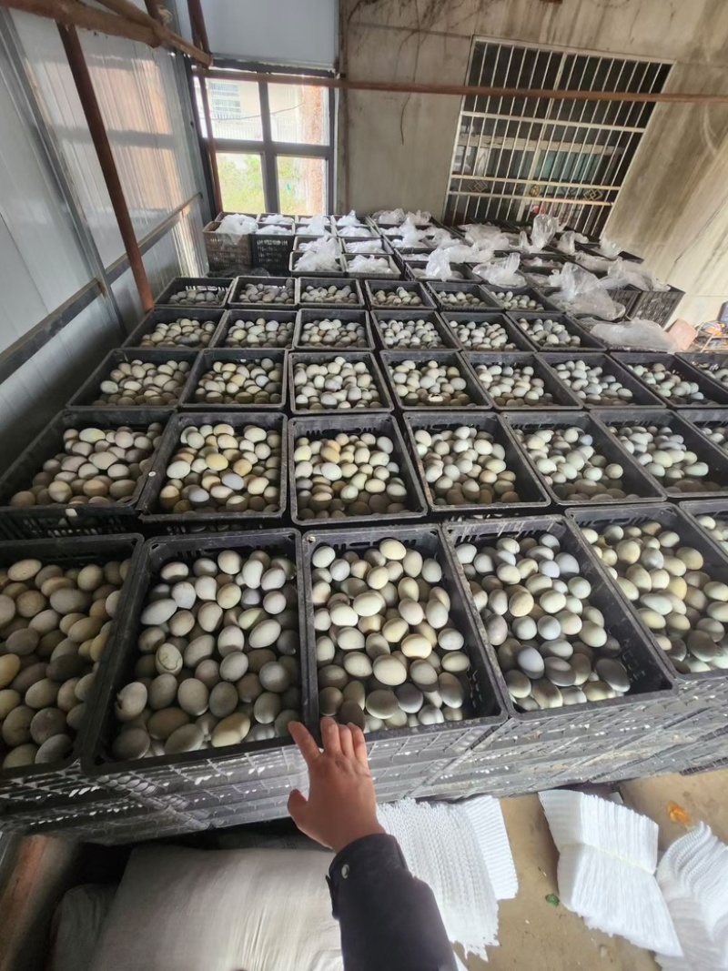 松花蛋40-55克，电商货，赶集货，支持一件发
