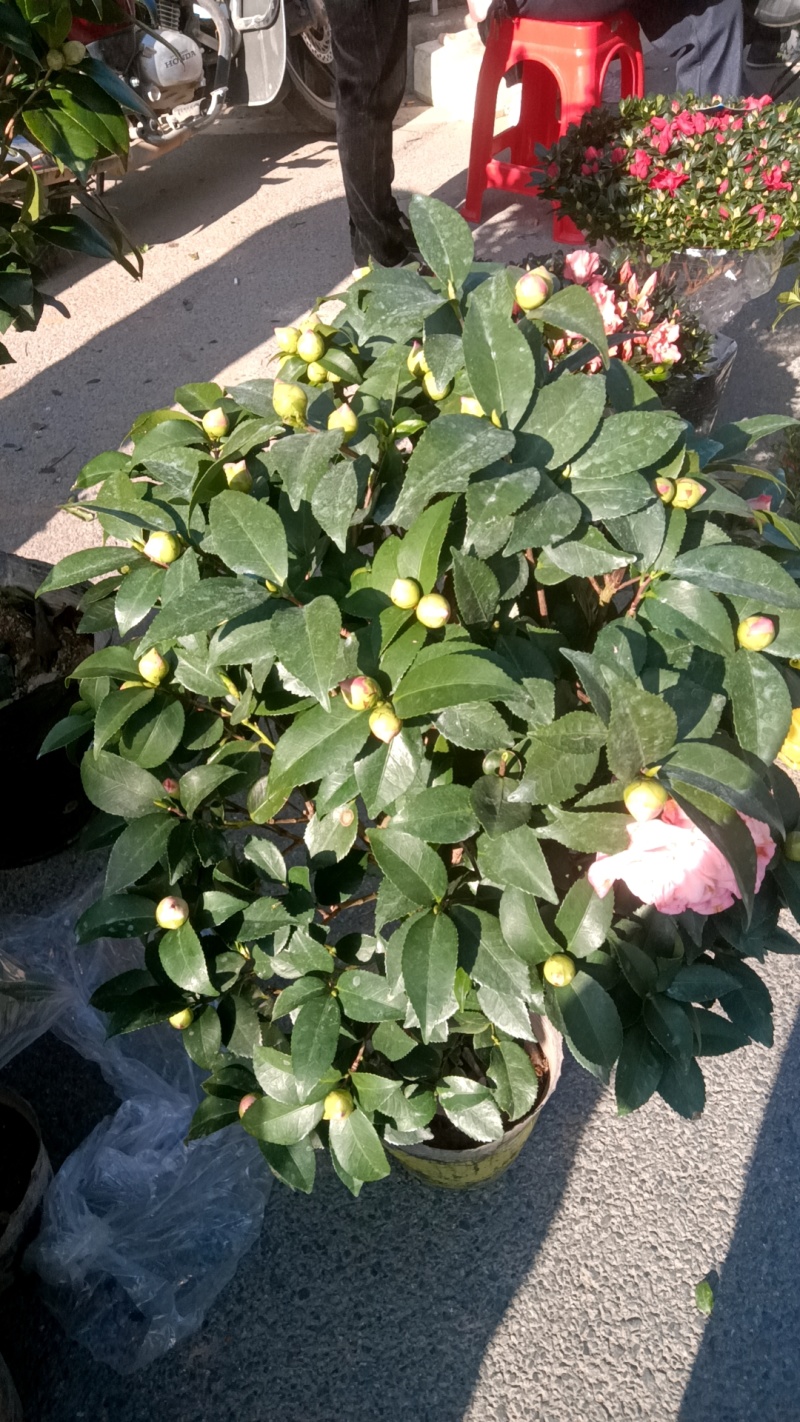 香妃茶花20一28杯冠25一55