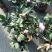 香妃茶花20一28杯冠25一55