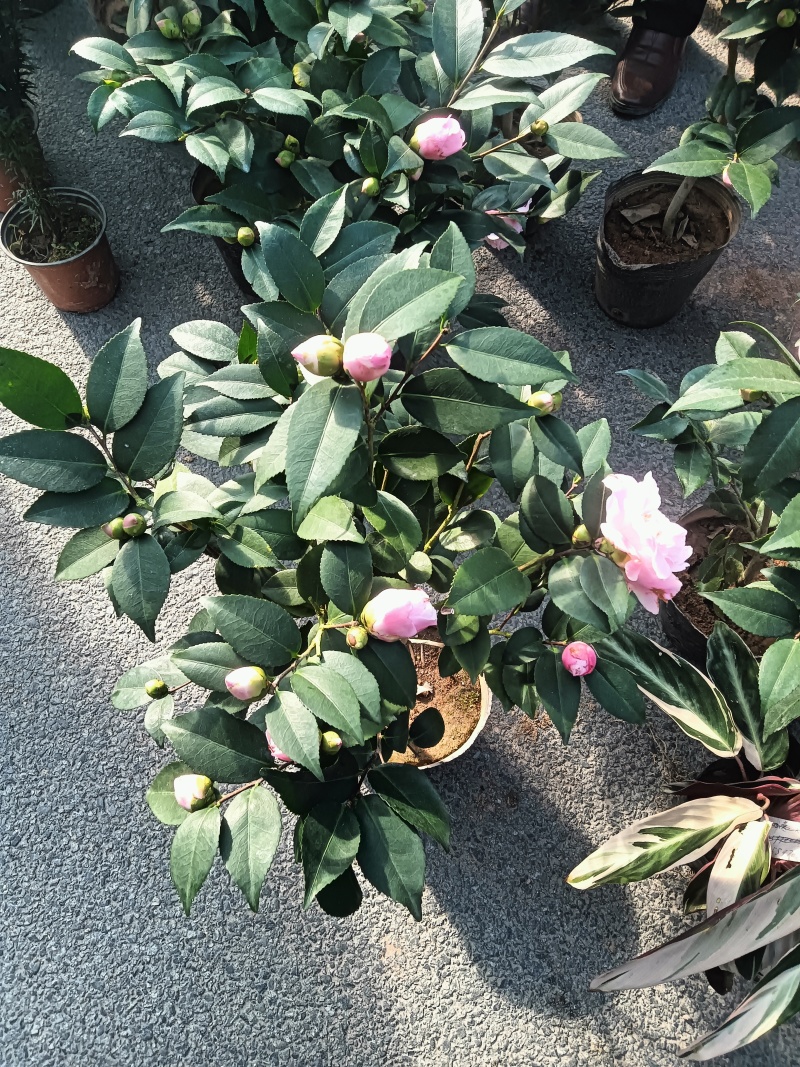 香妃茶花20一28杯冠25一55