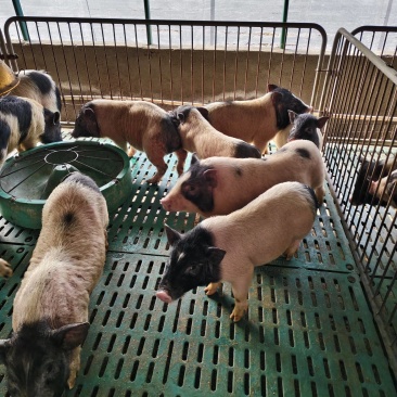 活体宠物香猪巴马香猪小猪仔巴马香猪多少钱