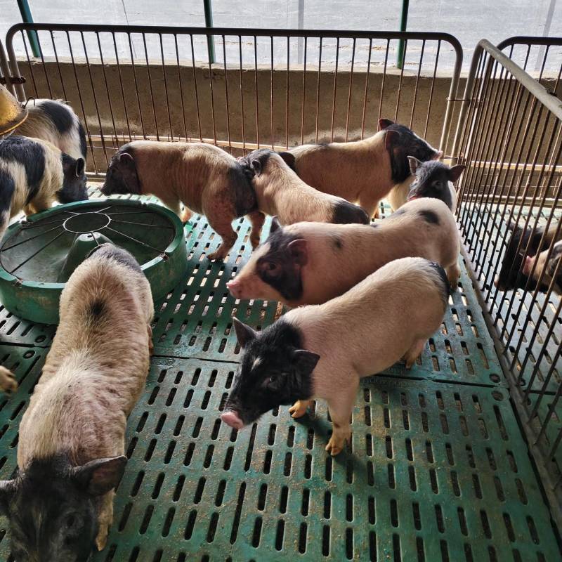 活体宠物香猪巴马香猪小猪仔巴马香猪多少钱