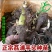 广西荔浦芋头种子苗原产地一手货源直发高成活率