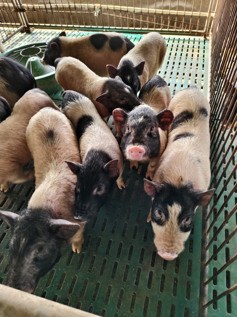 活体宠物香猪巴马香猪小猪仔巴马香猪多少钱