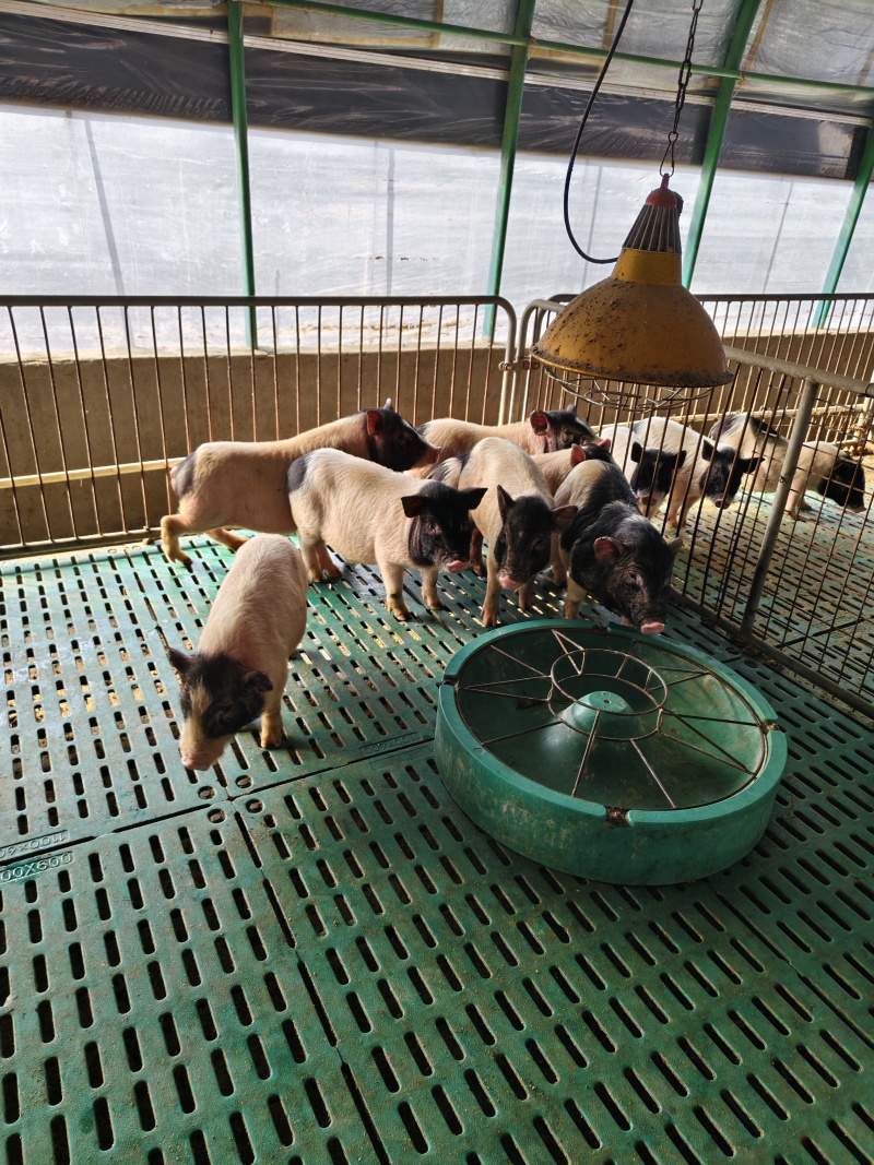 活体宠物香猪巴马香猪小猪仔巴马香猪多少钱