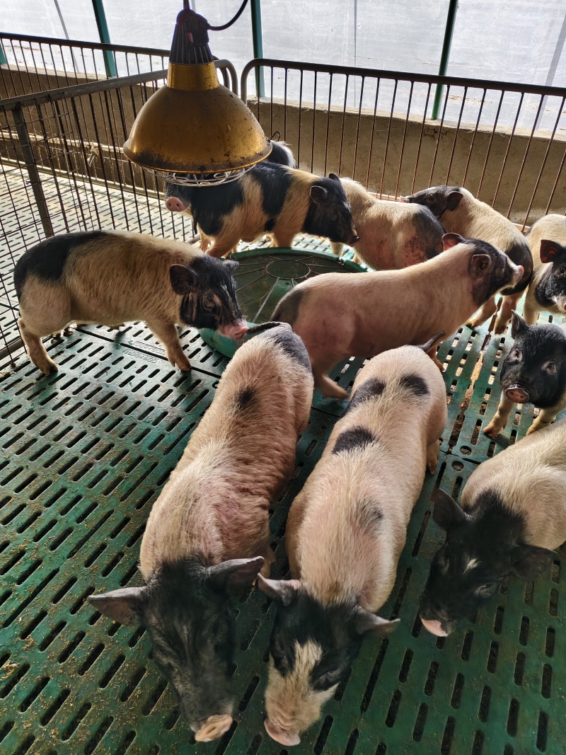 活体宠物香猪巴马香猪小猪仔巴马香猪多少钱