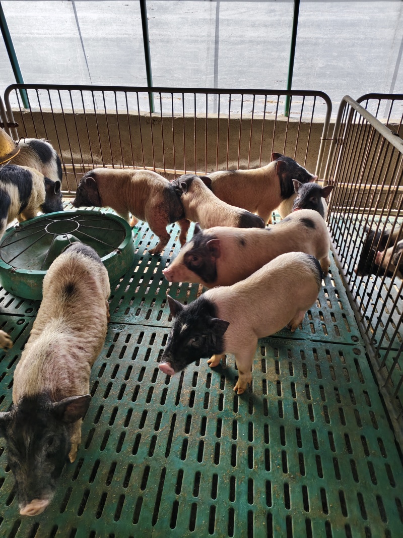 活体宠物香猪巴马香猪小猪仔巴马香猪多少钱
