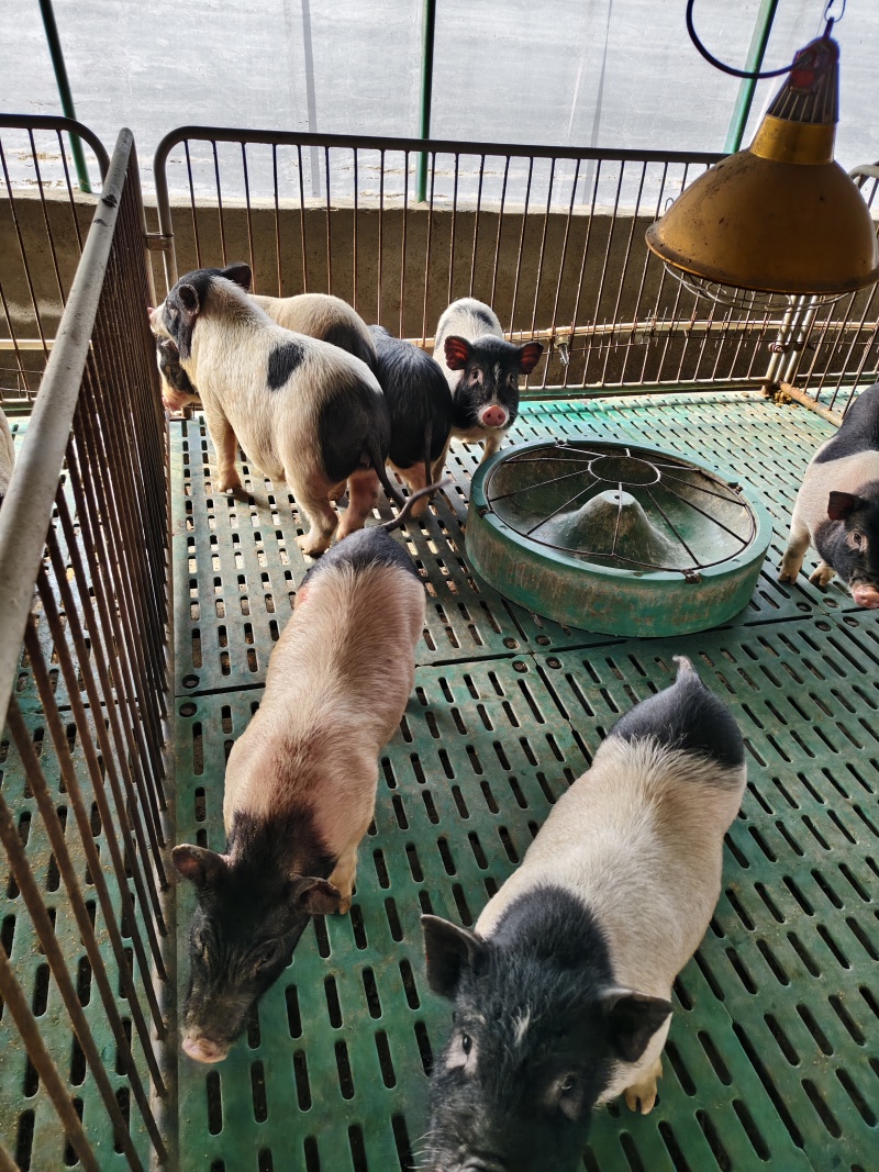 活体宠物香猪巴马香猪小猪仔巴马香猪多少钱
