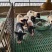 活体宠物香猪巴马香猪小猪仔巴马香猪多少钱