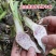 正宗荔浦芋头香芋种苗包粉包糯品种原产地直供