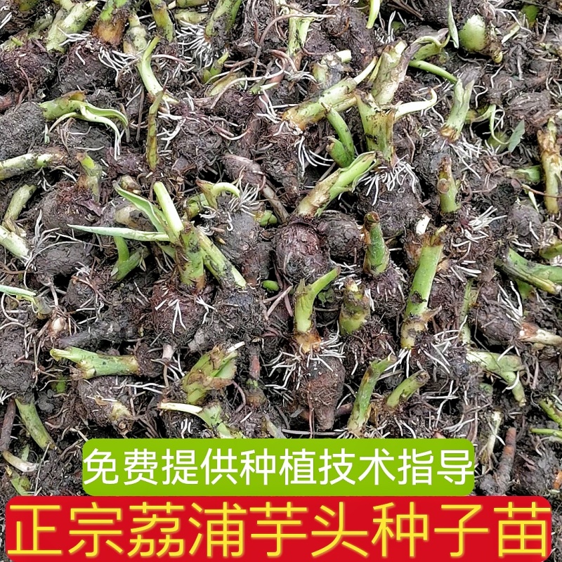 正宗荔浦芋头香芋种苗包粉包糯品种原产地直供