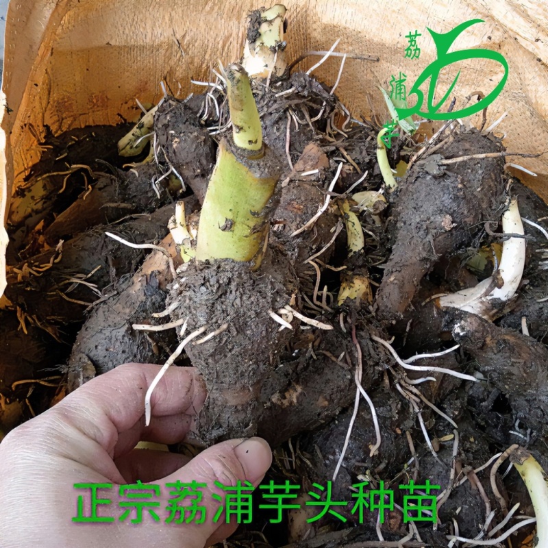 正宗荔浦芋头香芋种苗包粉包糯品种原产地直供