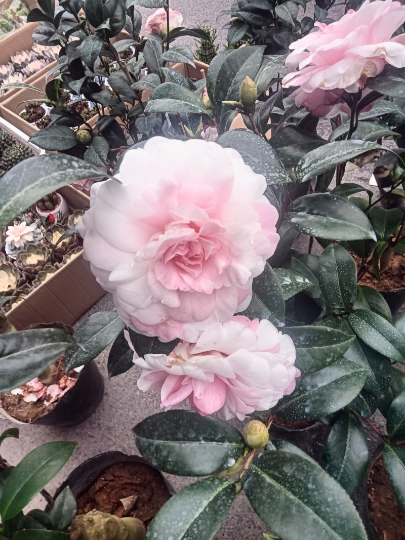 香妃茶花20一28杯冠25一55