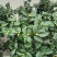 香妃茶花20一28杯冠25一55