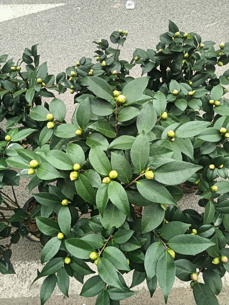 香妃茶花20一28杯冠25一55