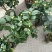 香妃茶花20一28杯冠25一55