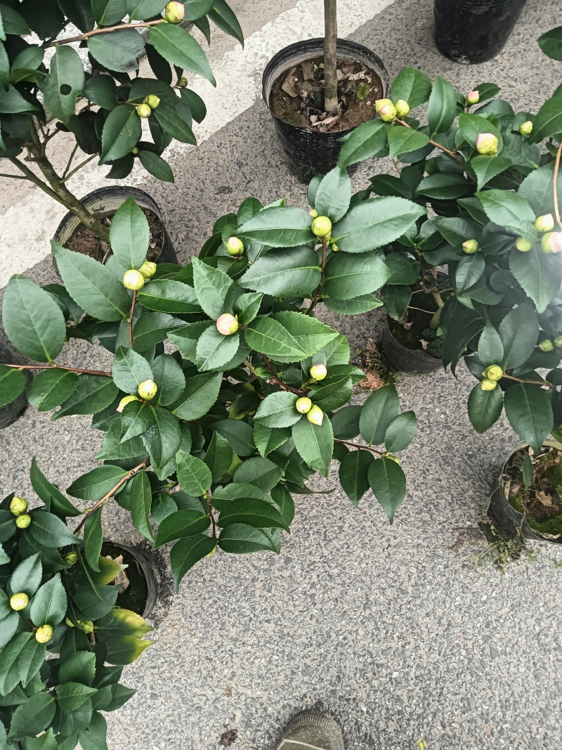 香妃茶花20一28杯冠25一55