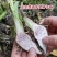 芋头种苗高成活率
