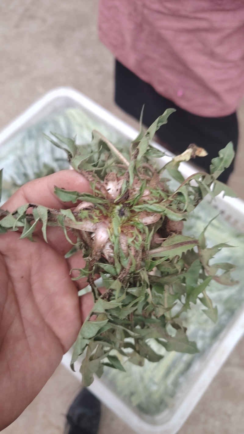 新鲜野生蒲公英近期上市火爆热卖中需要的联系