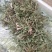 新鲜野生蒲公英近期上市火爆热卖中需要的联系