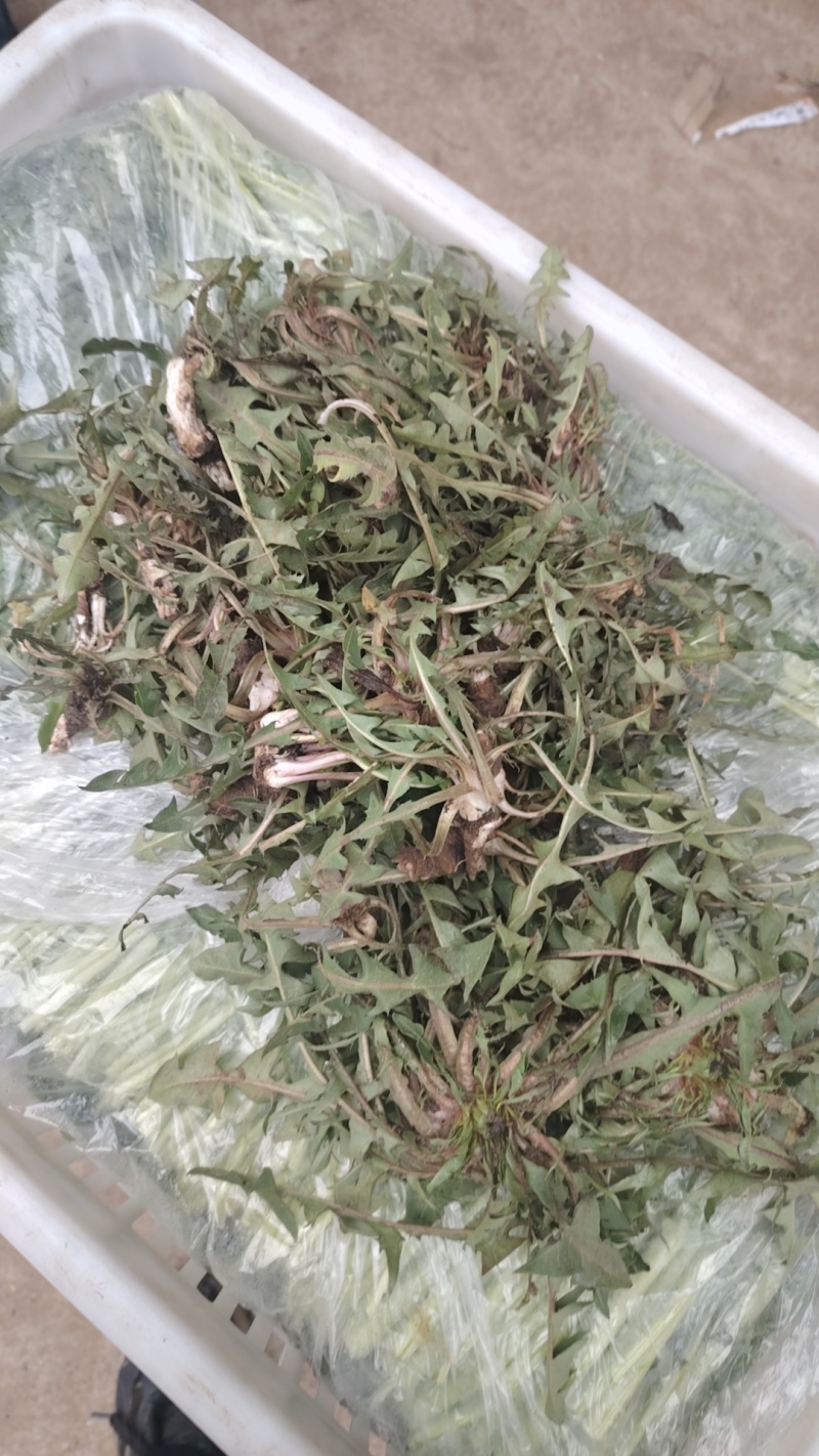 新鲜野生蒲公英近期上市火爆热卖中需要的联系