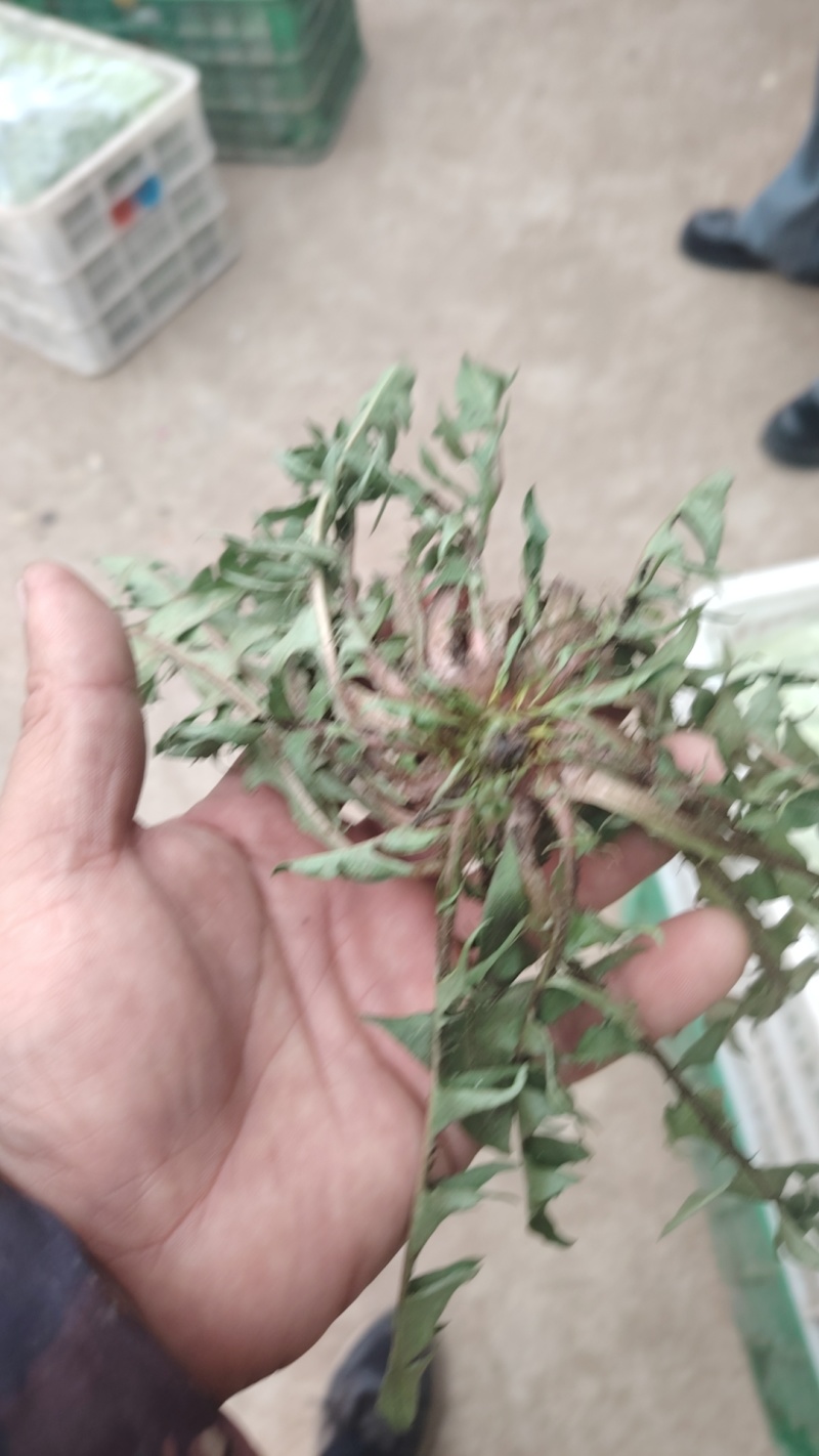 新鲜野生蒲公英近期上市火爆热卖中需要的联系
