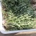 新鲜野生蒲公英近期上市火爆热卖中需要的联系