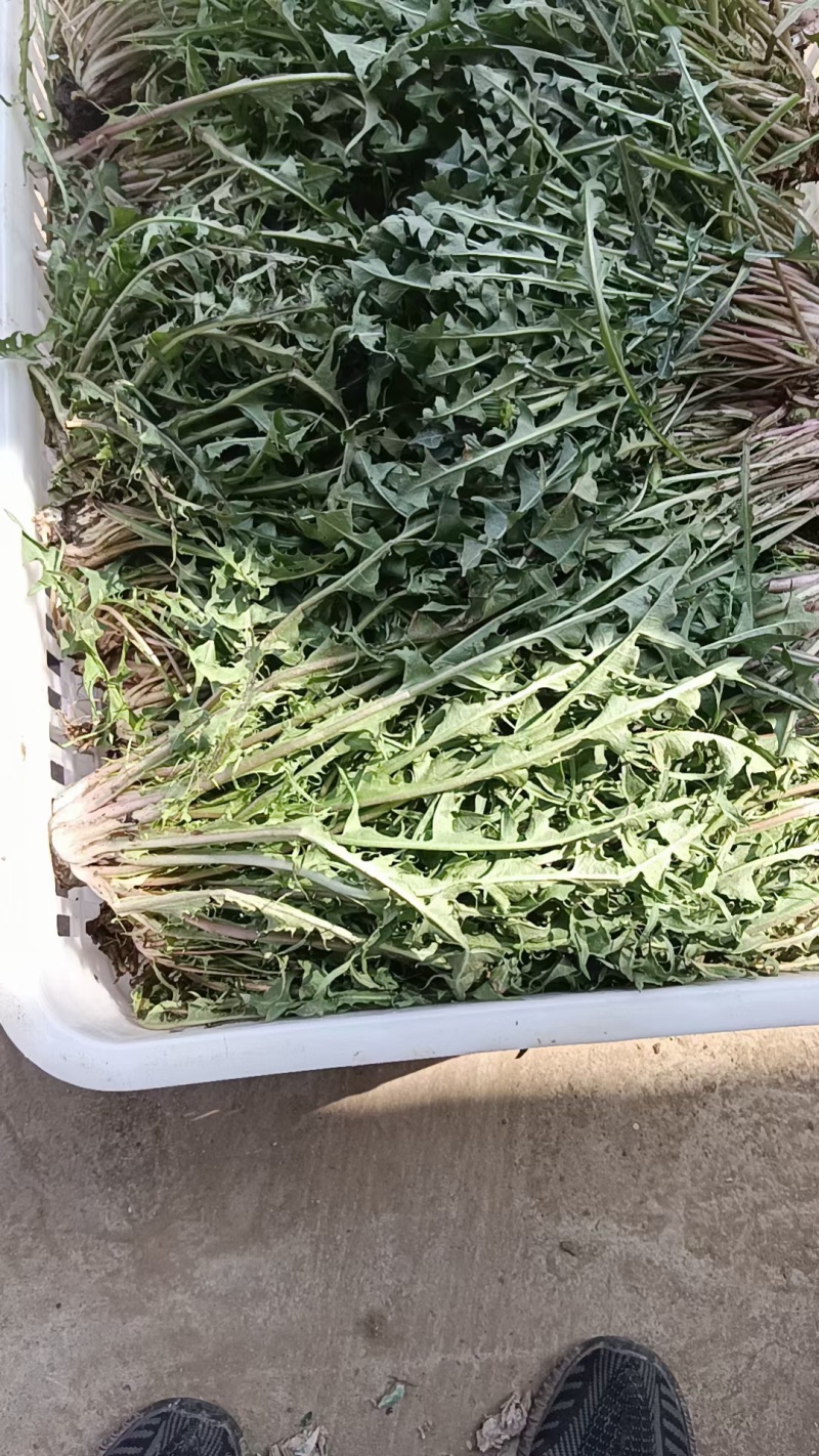 新鲜野生蒲公英近期上市火爆热卖中需要的联系