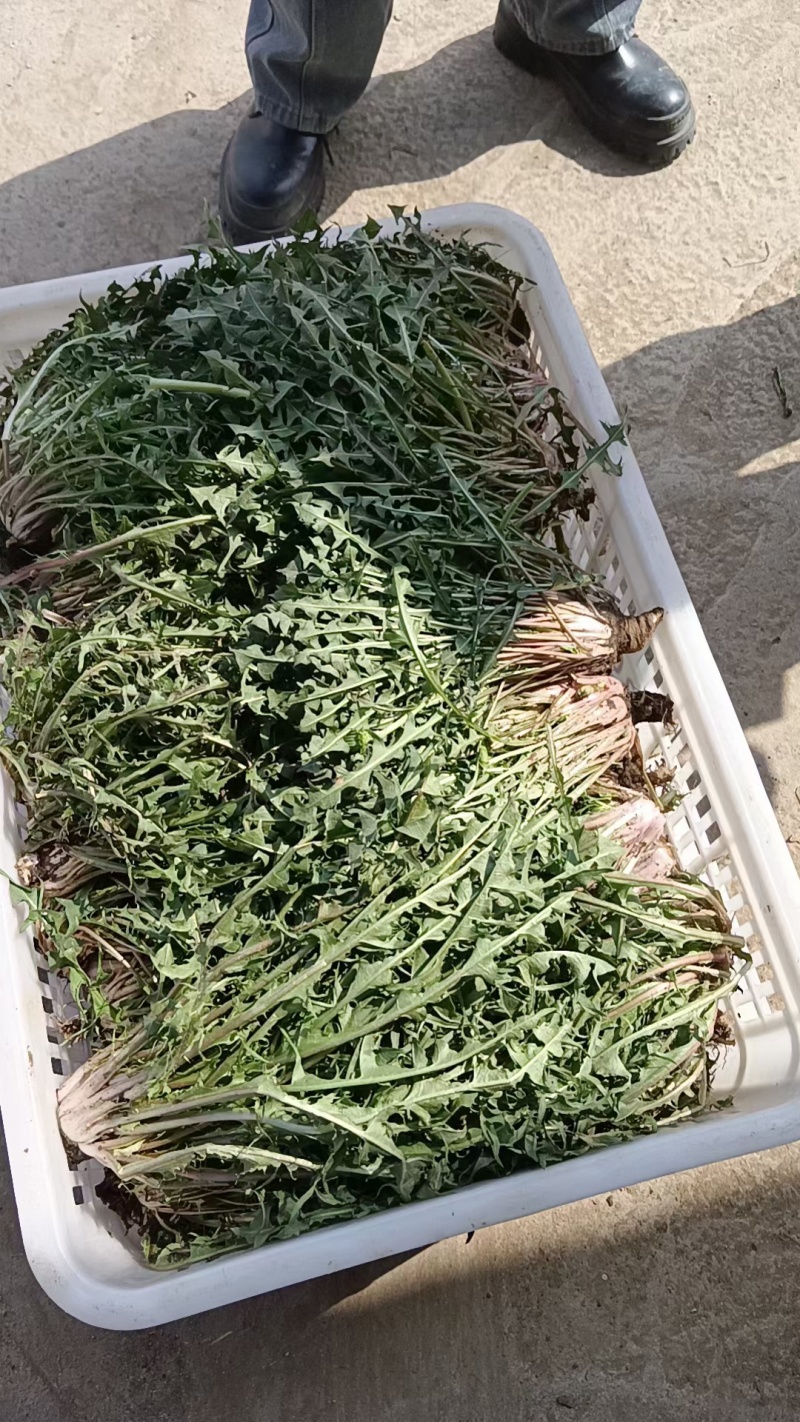 新鲜野生蒲公英近期上市火爆热卖中需要的联系