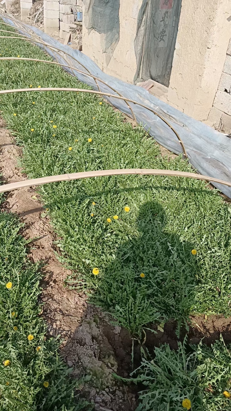 新鲜野生蒲公英近期上市火爆热卖中需要的联系