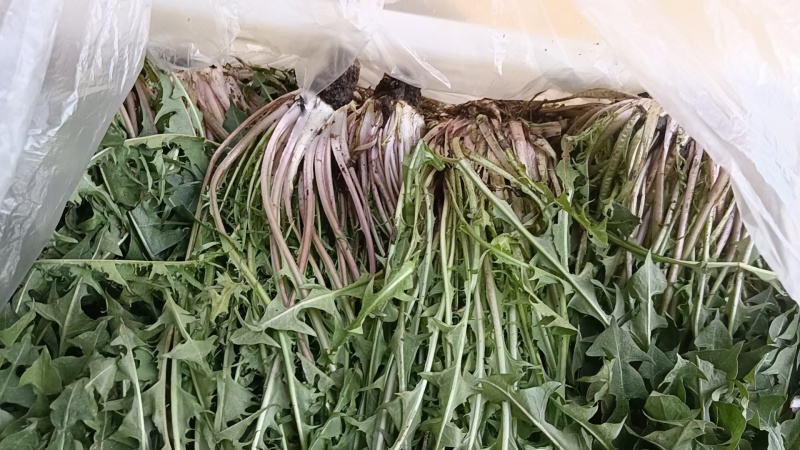 新鲜野生蒲公英近期上市火爆热卖中需要的联系