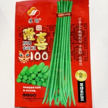 隆喜100豇豆种子白籽翠绿色长豆角品种早熟品种种子