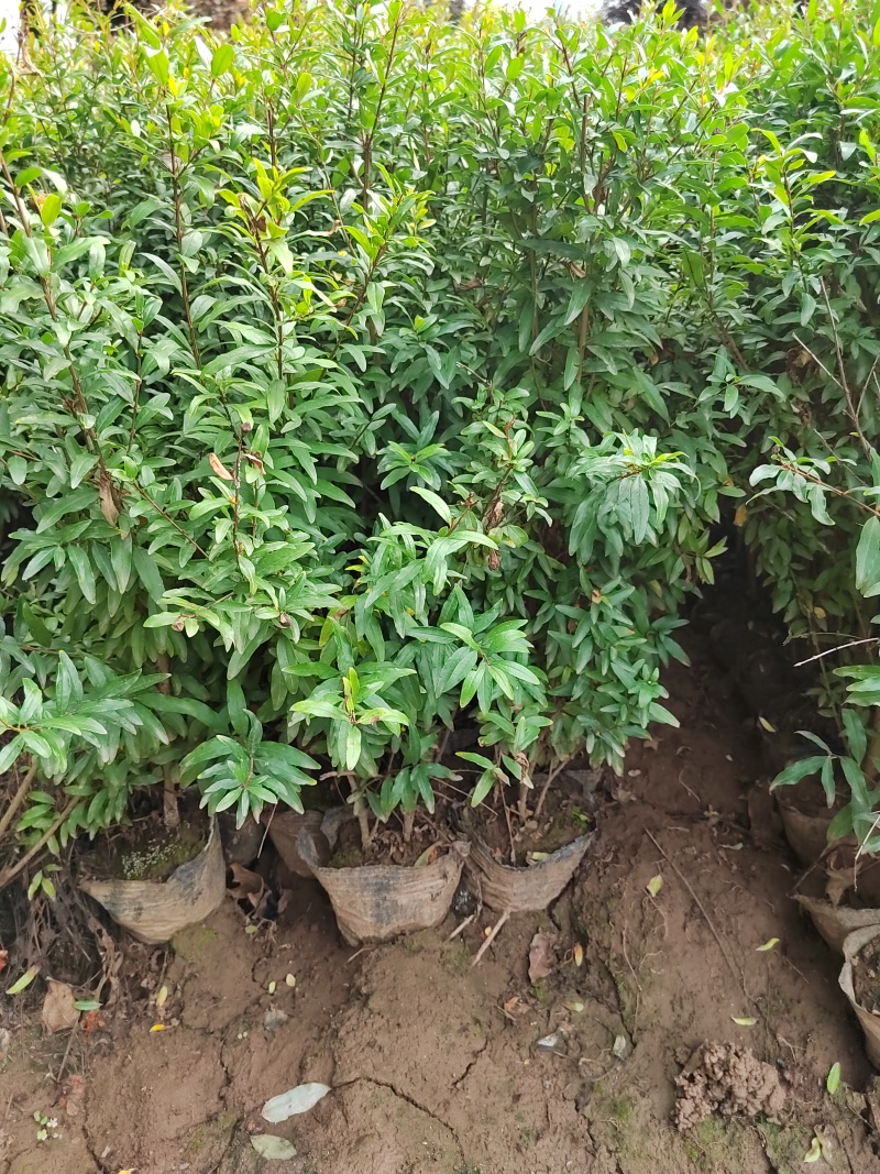 花石榴杯苗丛生花石榴1-3米陕西花石榴苗木基地