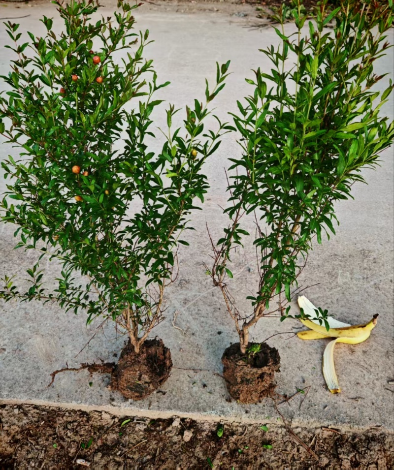 花石榴杯苗丛生花石榴1-3米陕西花石榴苗木基地