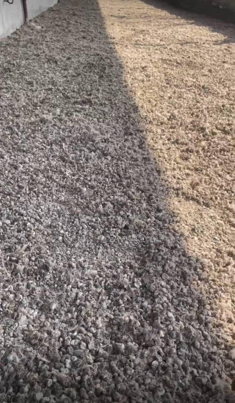 纯鹌鹑粪
