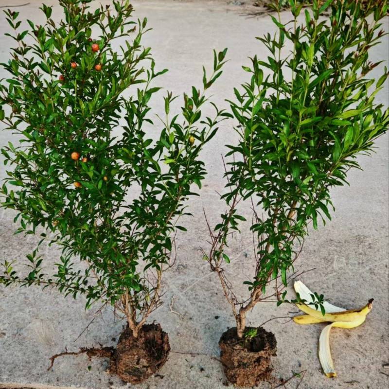 花石榴杯苗观赏花石榴容器苗陕西丛生花石榴1-3米直销