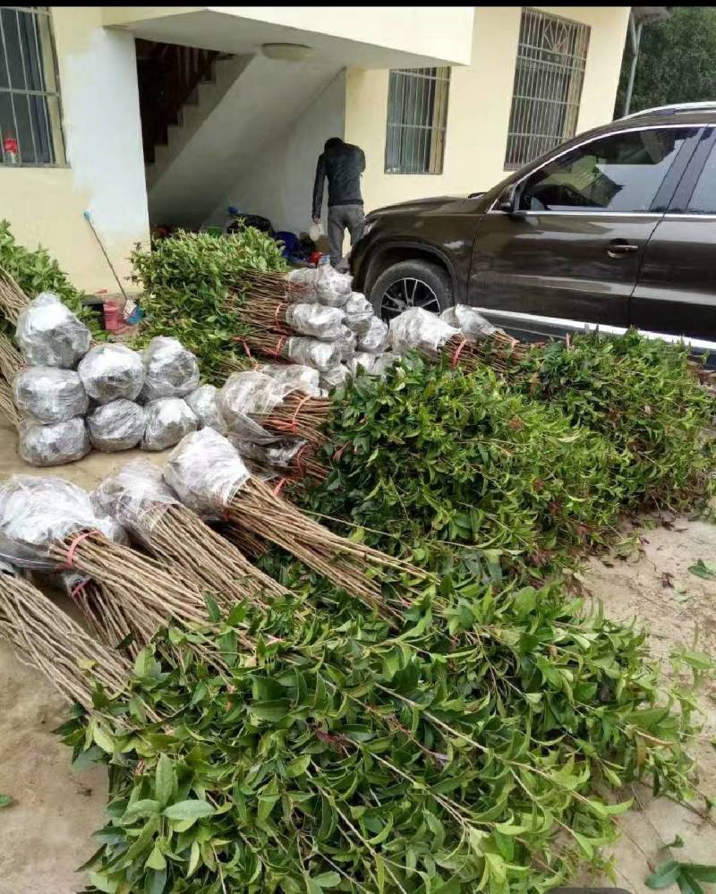 大量低价出售占地桂花树，裸根苗