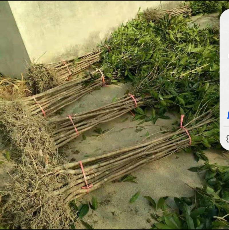 大量低价出售占地桂花树，裸根苗