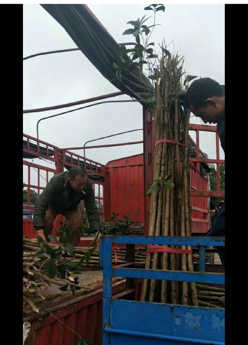大量低价出售占地桂花树，裸根苗